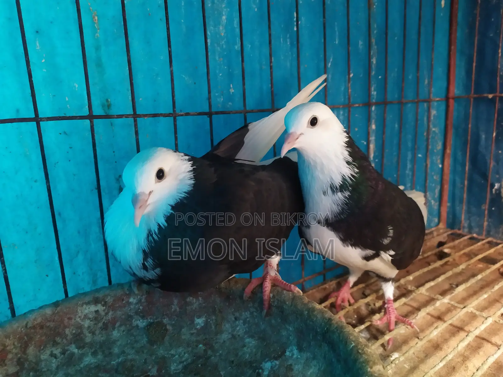 ১ জোড়া রানিং গররা কবুতর
