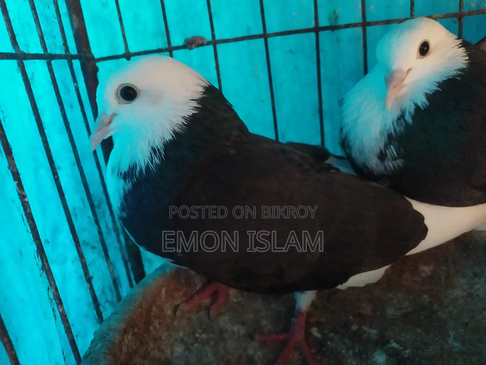 ১ জোড়া রানিং গররা কবুতর
