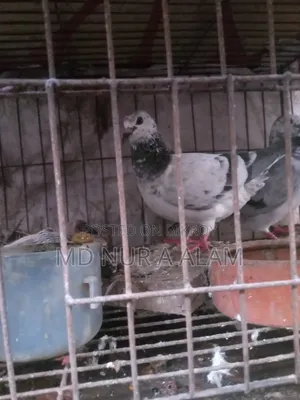 গ্রিজেল কবুতকার চার জোড়া কবুতর খাঁচা  সহ