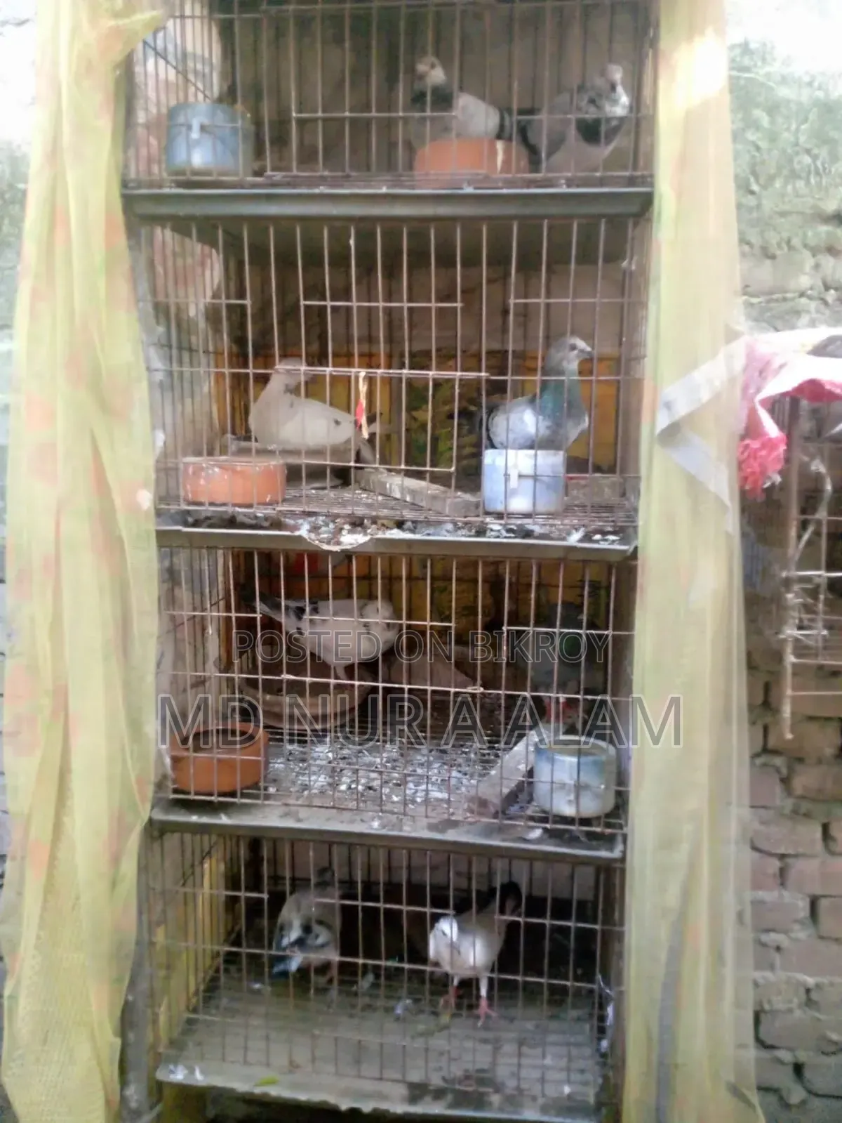 গ্রিজেল কবুতকার চার জোড়া কবুতর খাঁচা  সহ