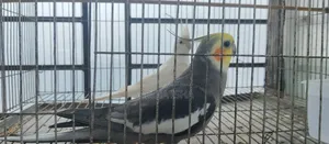 Cokatail Male