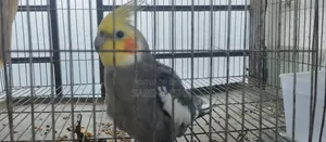 Cokatail Male