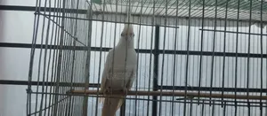 Cokatail Male