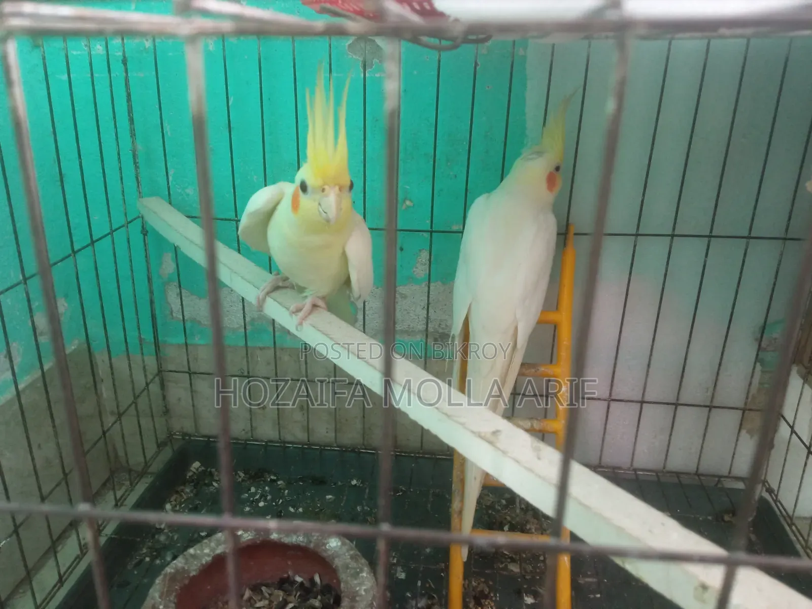 এক জোরা রানিং কোকাটেল পাখি বিক্রি করবো