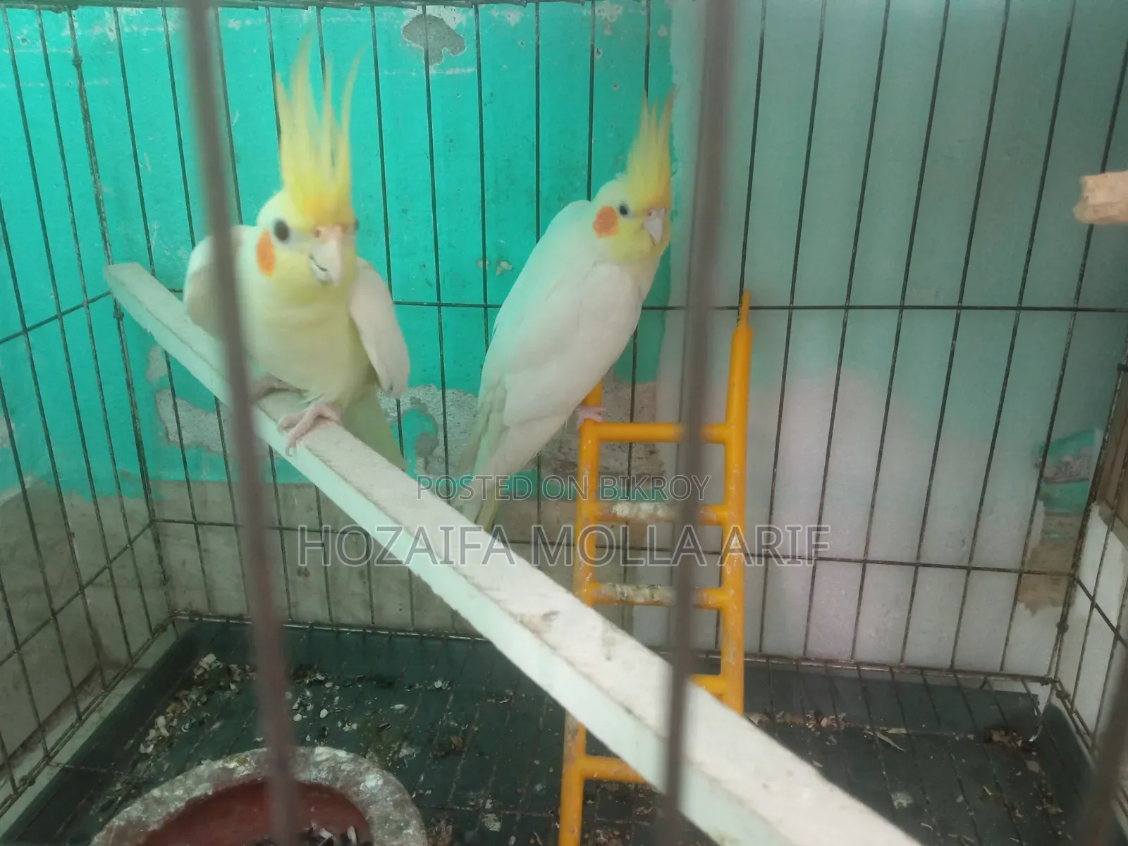 এক জোরা রানিং কোকাটেল পাখি বিক্রি করবো