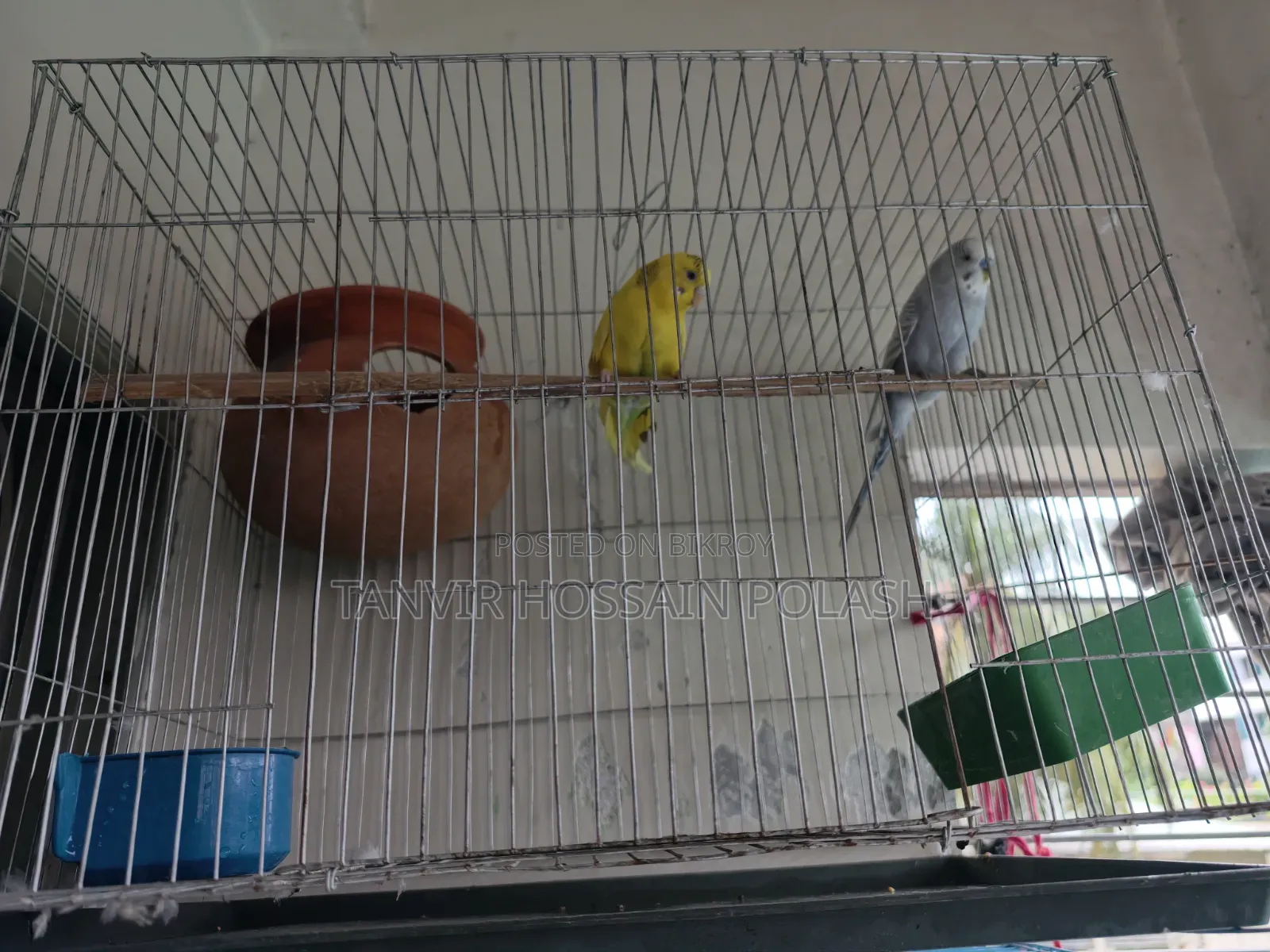 Badgigar Bird