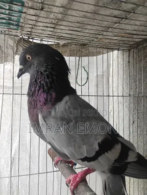 1 PCS  গিরিবাজ মাদি কবুতর অ্যাডাল্ট Emergency বিক্রয় হবে