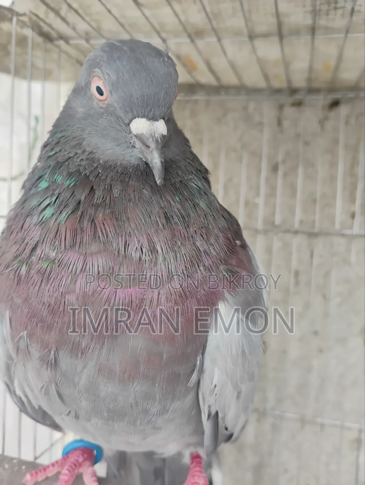 1 PCS  গিরিবাজ মাদি কবুতর অ্যাডাল্ট Emergency বিক্রয় হবে