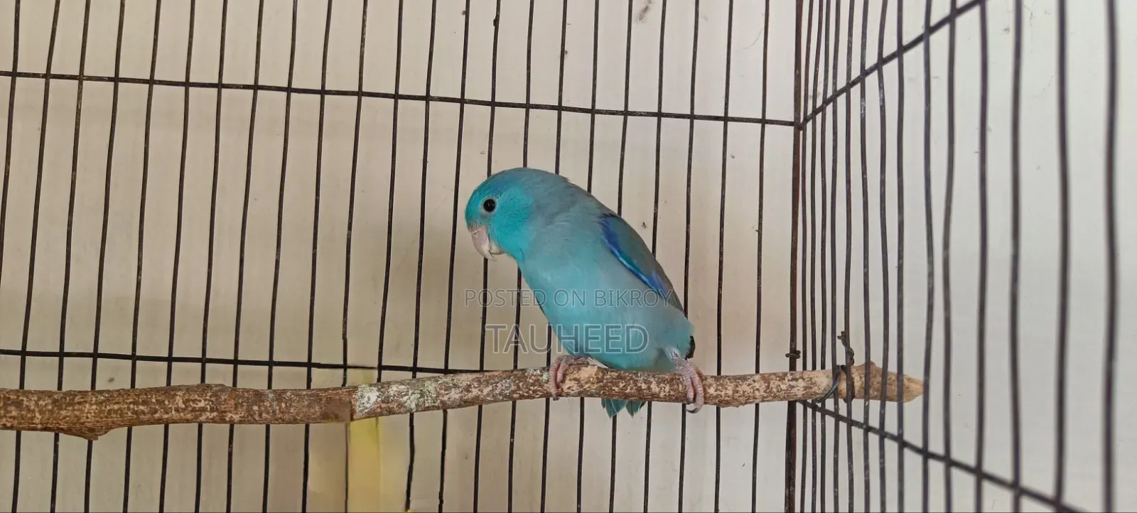 একটা ফোরপাসের বাচ্চা বিক্রি হবে