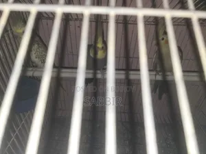 ককাটেল পাখি