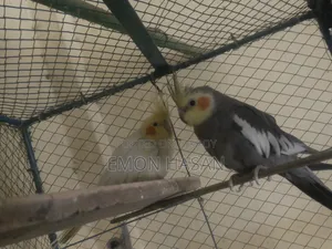 লাভ বার্ড।  কোকাটেল
