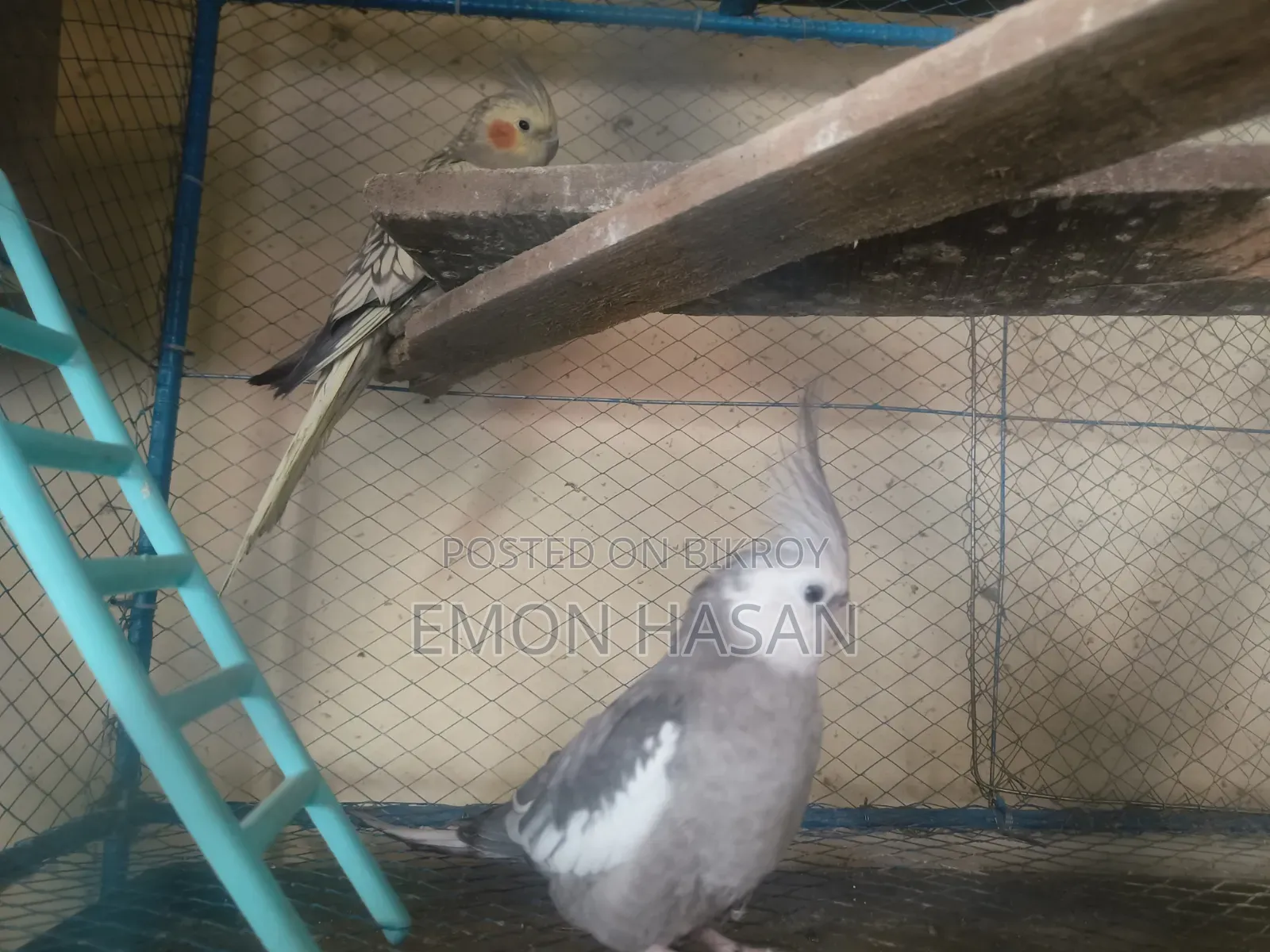 লাভ বার্ড।  কোকাটেল