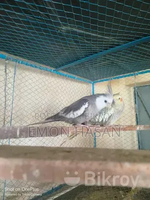 লাভ বার্ড।  কোকাটেল