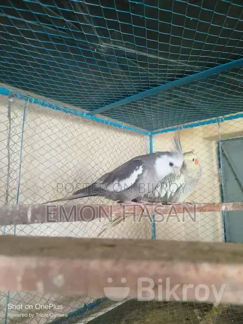 লাভ বার্ড।  কোকাটেল
