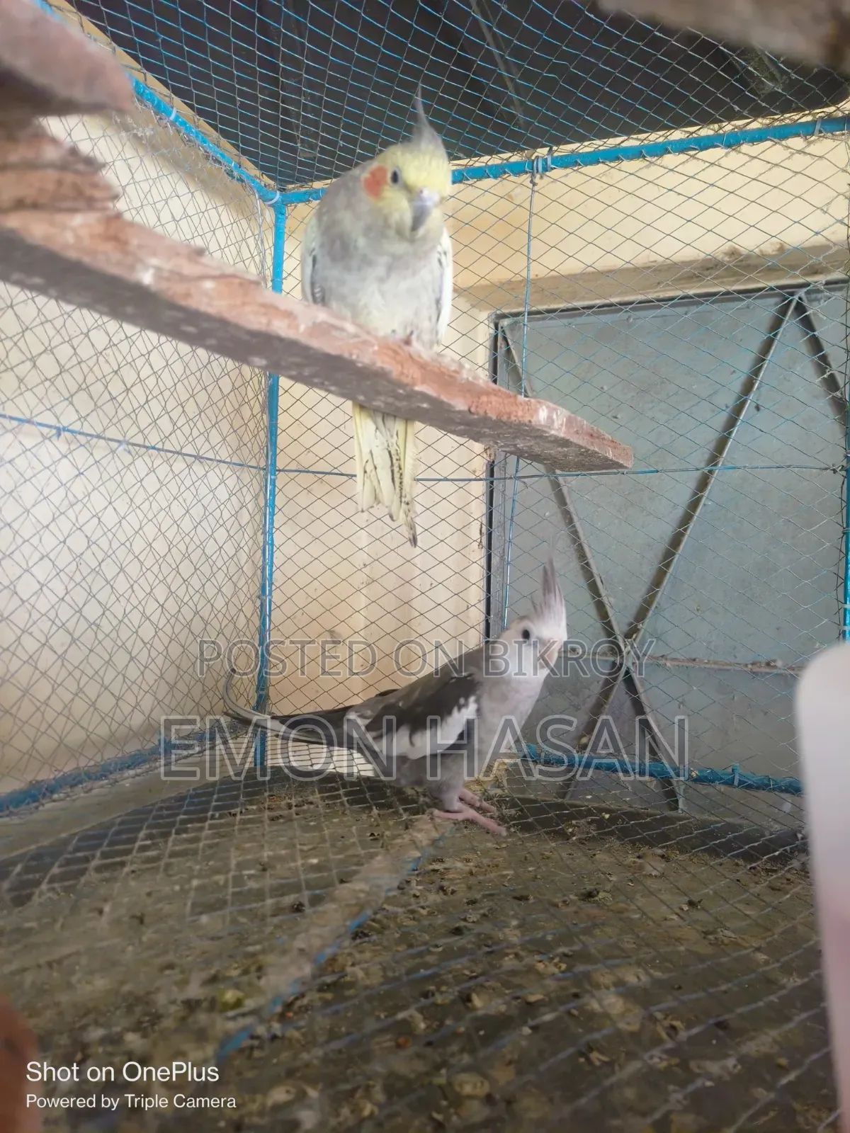 লাভ বার্ড।  কোকাটেল