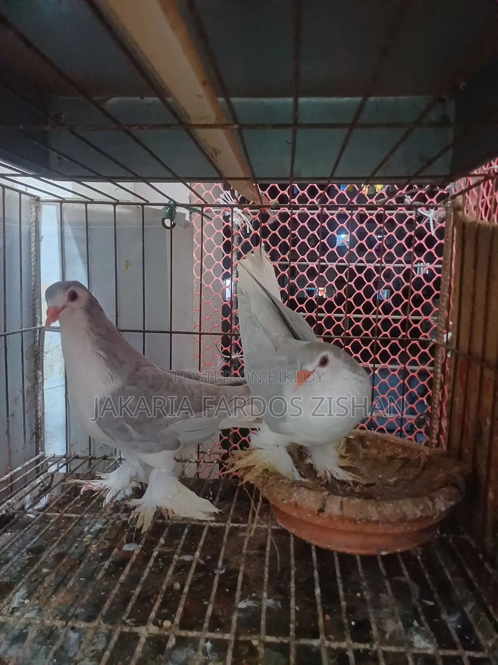 Siraji Pair