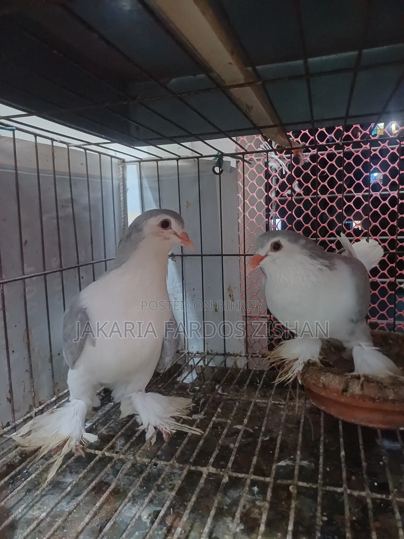 Siraji Pair