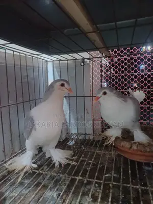 Siraji Pair