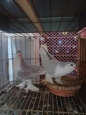 Siraji Pair