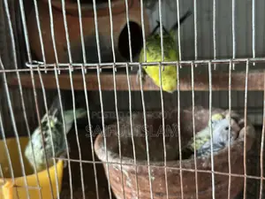 Bajrigor Birds for Sell