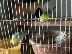 Bajrigor Birds for Sell