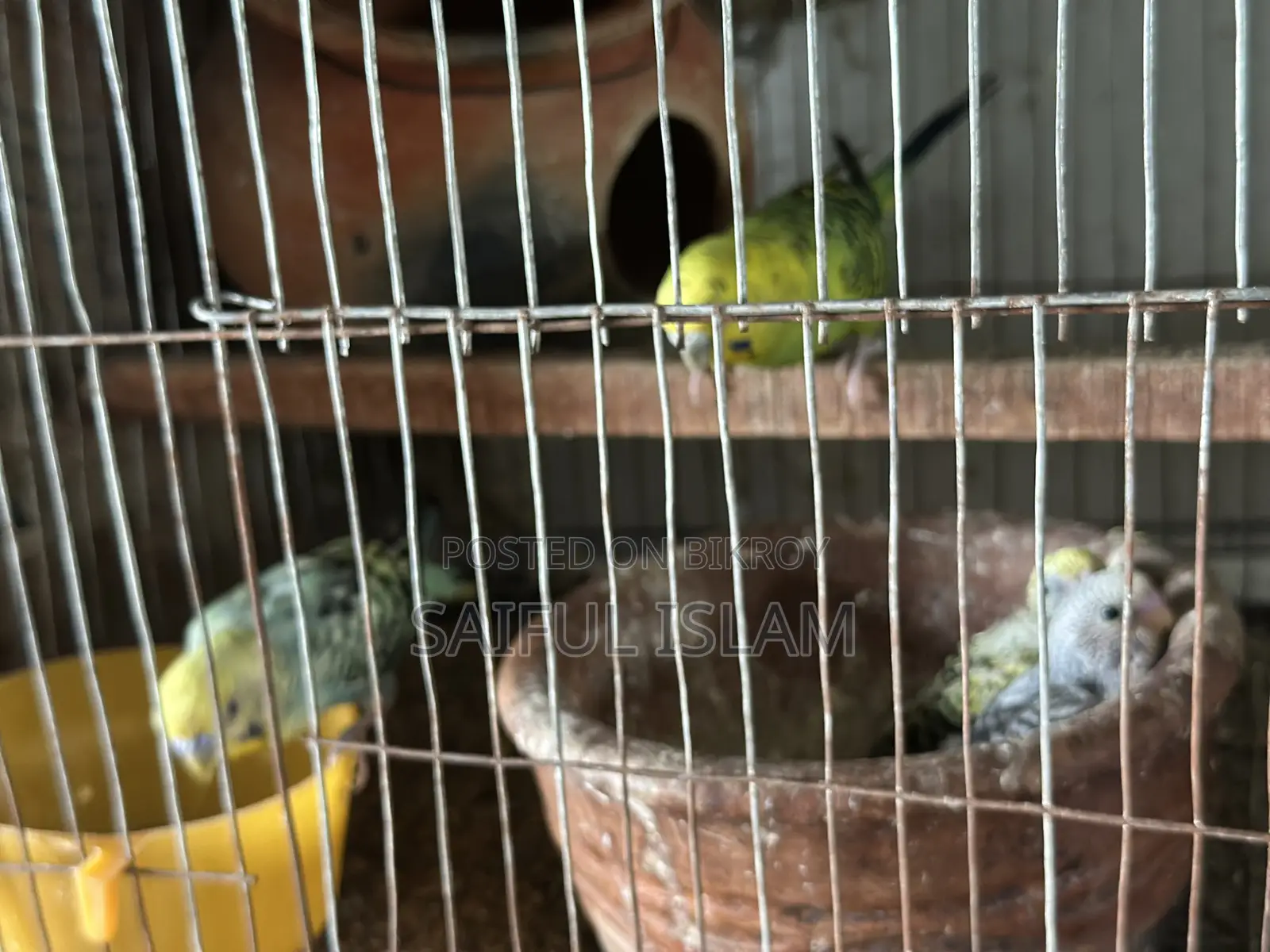 Bajrigor Birds for Sell