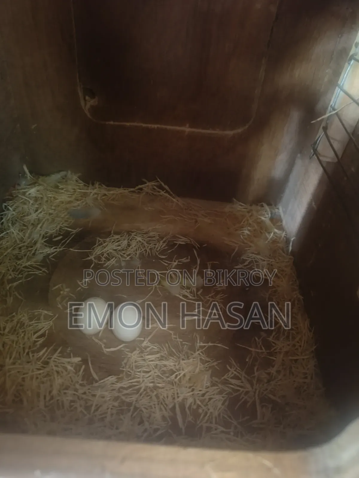 লাভ বার্ড।  কোকাটেল