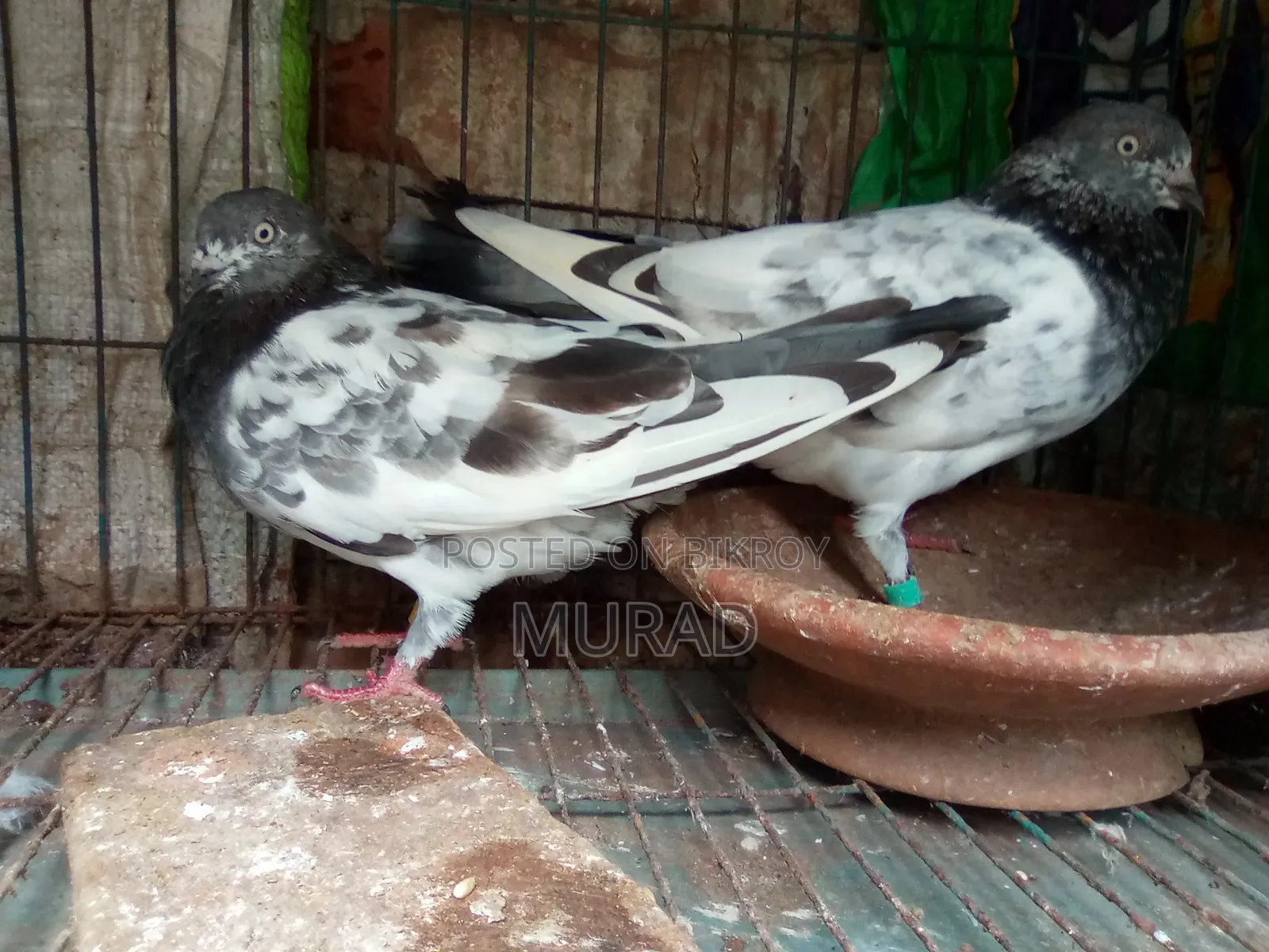কবুতর জোড়া