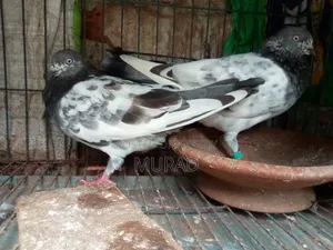 কবুতর জোড়া