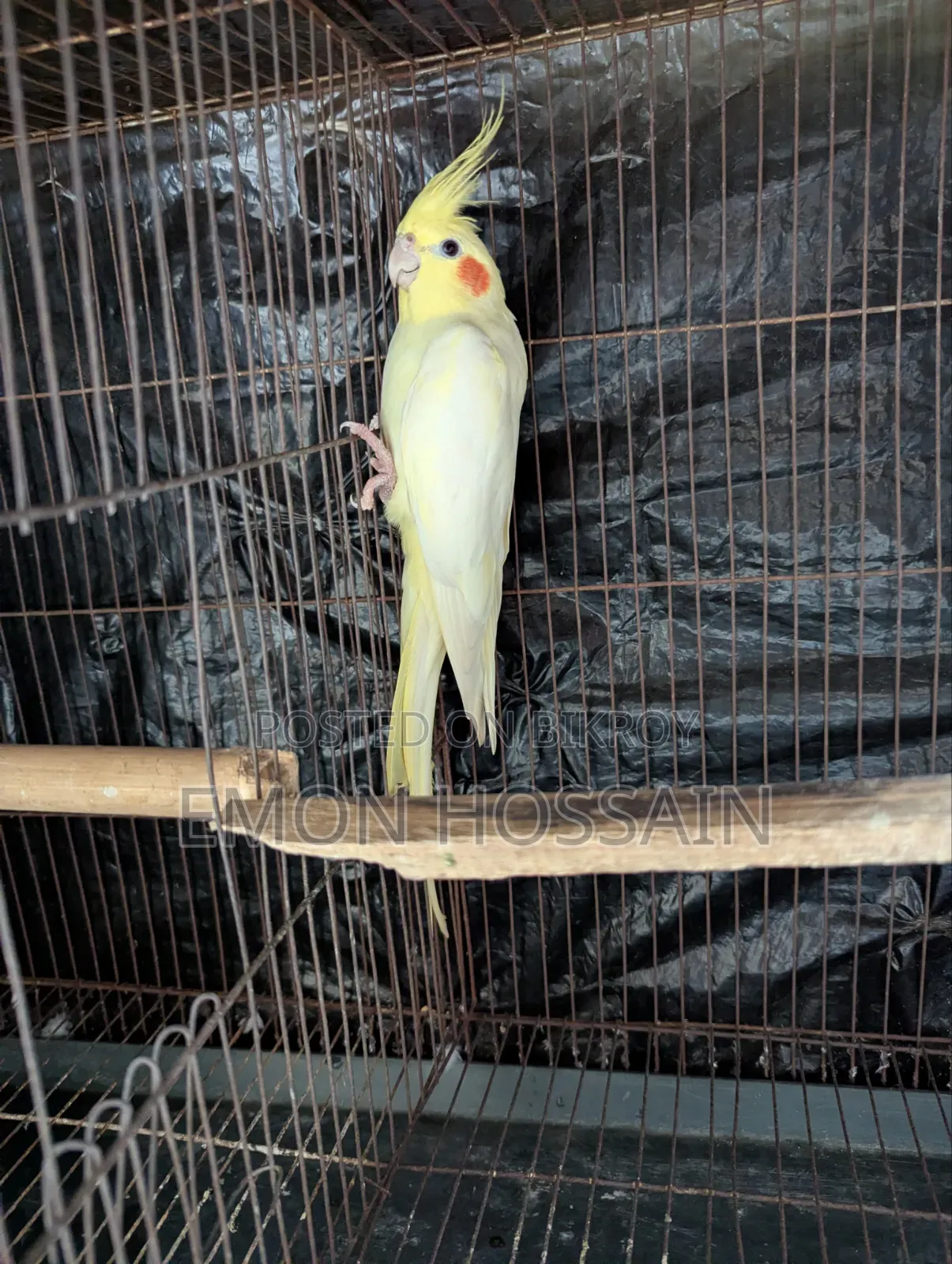 কোকাটেল পাল