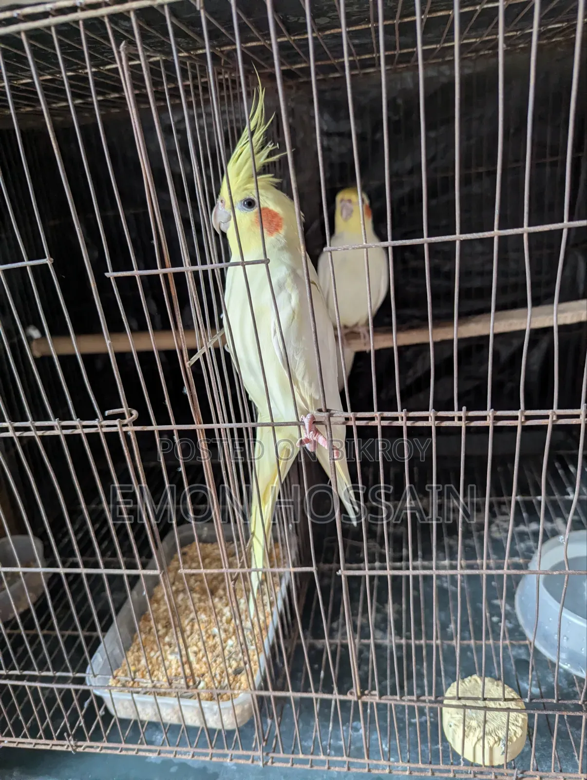 কোকাটেল পাল