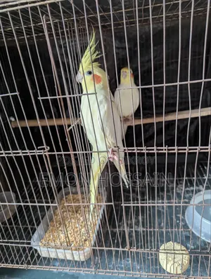কোকাটেল পাল