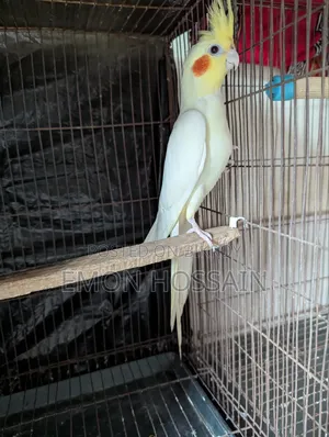 কোকাটেল পাল