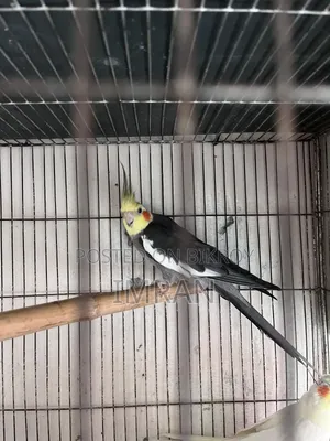 Gray Male Fully Breeding Mood