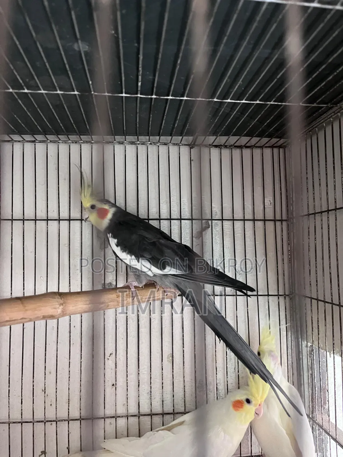 Gray Male Fully Breeding Mood