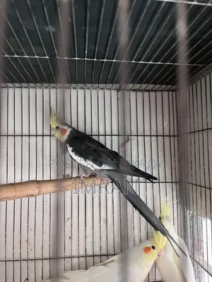 Gray Male Fully Breeding Mood