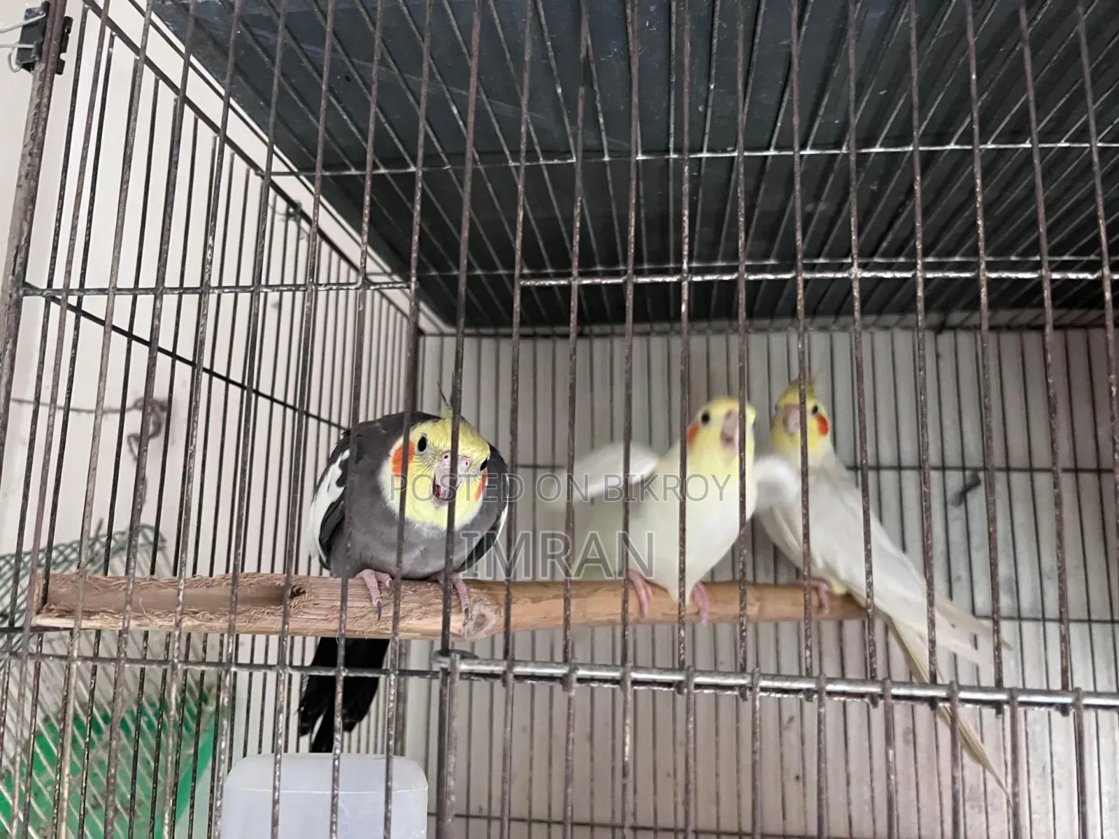 Gray Male Fully Breeding Mood