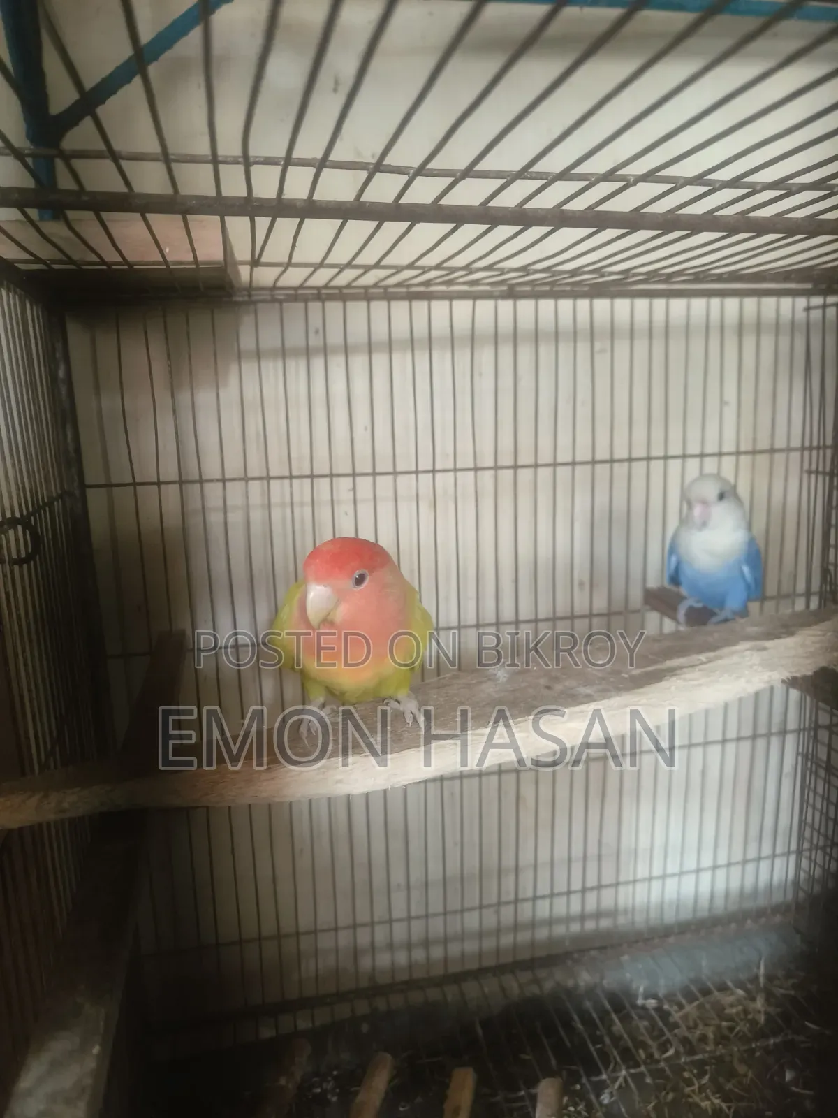 লাভ বার্ড।  কোকাটেল