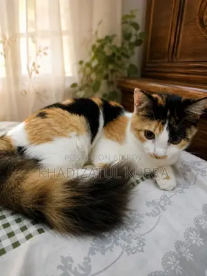 1+ year Female Mixed Breed Persian