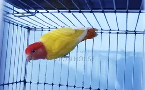 Lutino Redhead Opaline Male for Sell