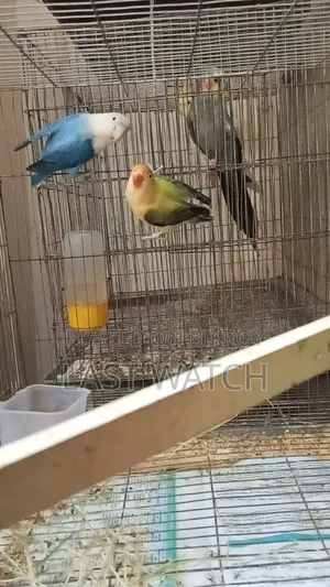 Lovebird  Pakhir Pair