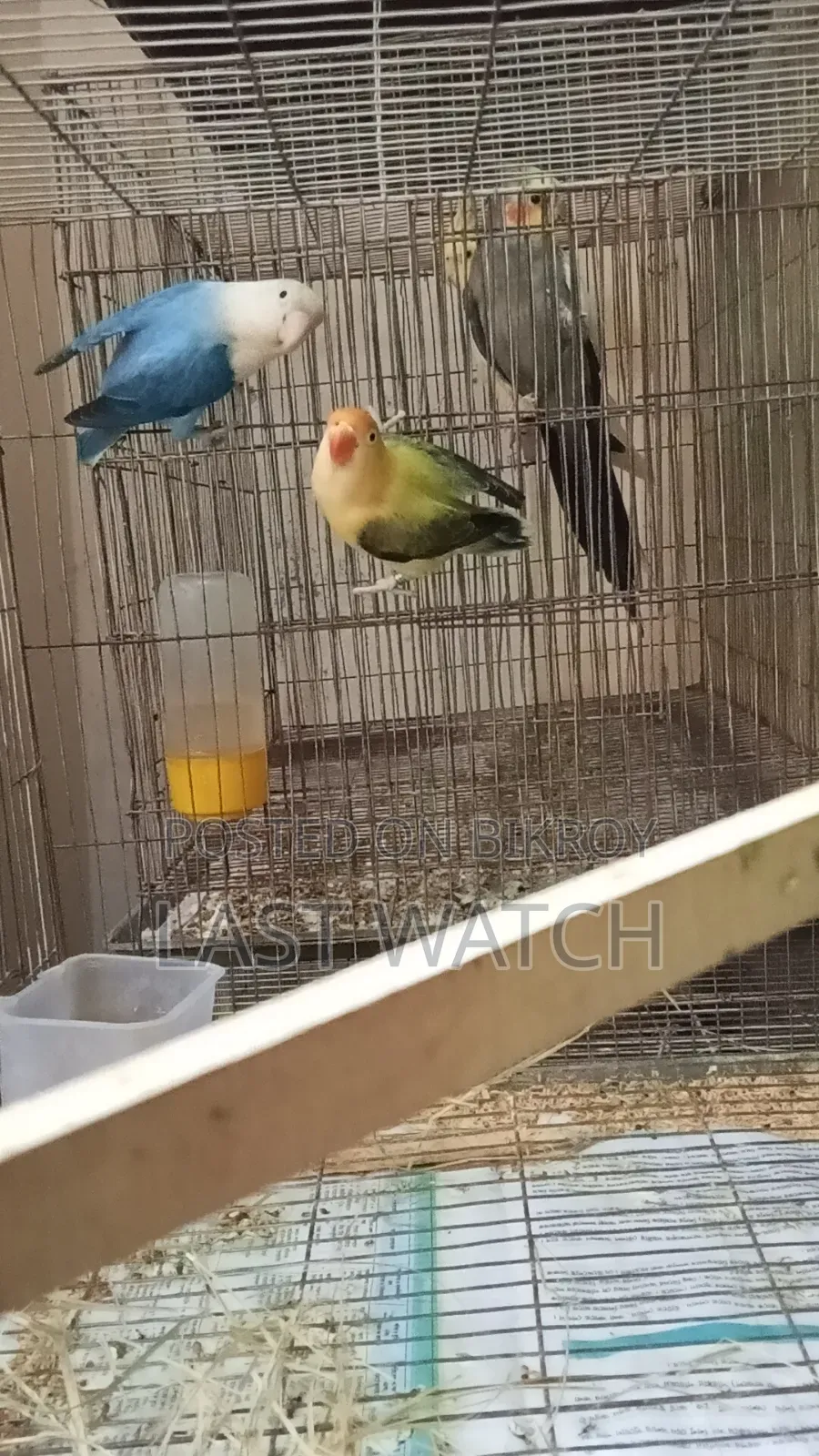 Lovebird  Pakhir Pair