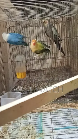 Lovebird  Pakhir Pair
