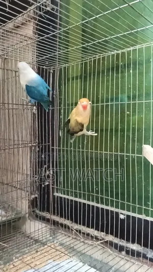 Lovebird  Pakhir Pair