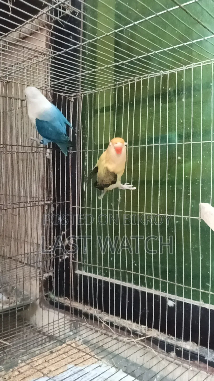 Lovebird  Pakhir Pair