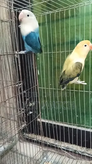 Lovebird  Pakhir Pair