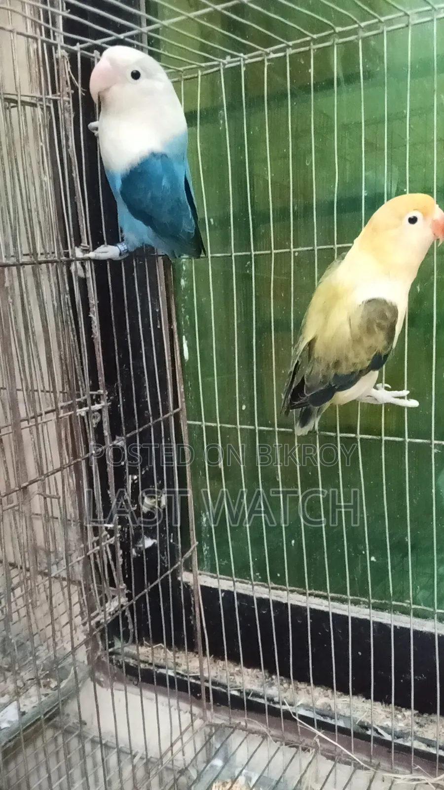 Lovebird  Pakhir Pair