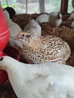 জায়ান্ট কটনিক্স কোয়েল
