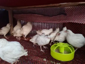 জায়ান্ট কটনিক্স কোয়েল