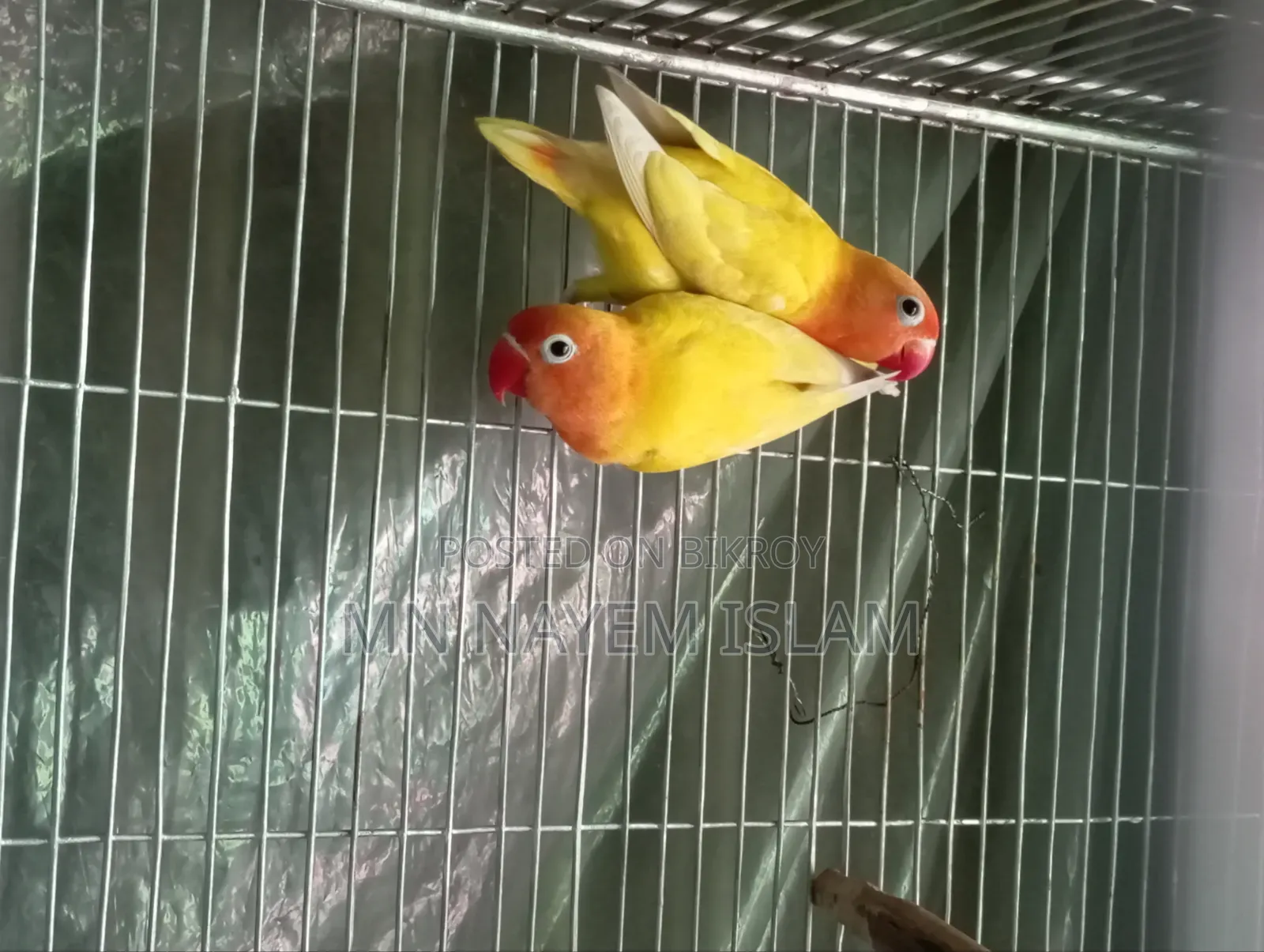 নিউ এডাল ইয়েলো ফিশার